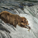 Grizzly Grab by Pam Randolph