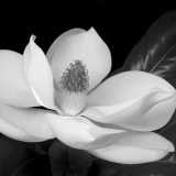 New Magnolia by Linda Coatsworth
