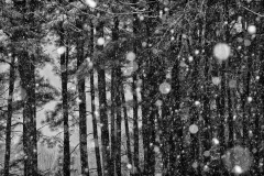 Snow in the Pines