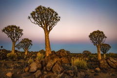 AbelmanArnold_EveningLight