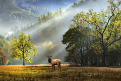 MarianaJohn_MorningAtElkRut